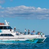Image 5: Up to 30% Off on Ferry (Transportation) at Freedom Ecotours Pty Ltd