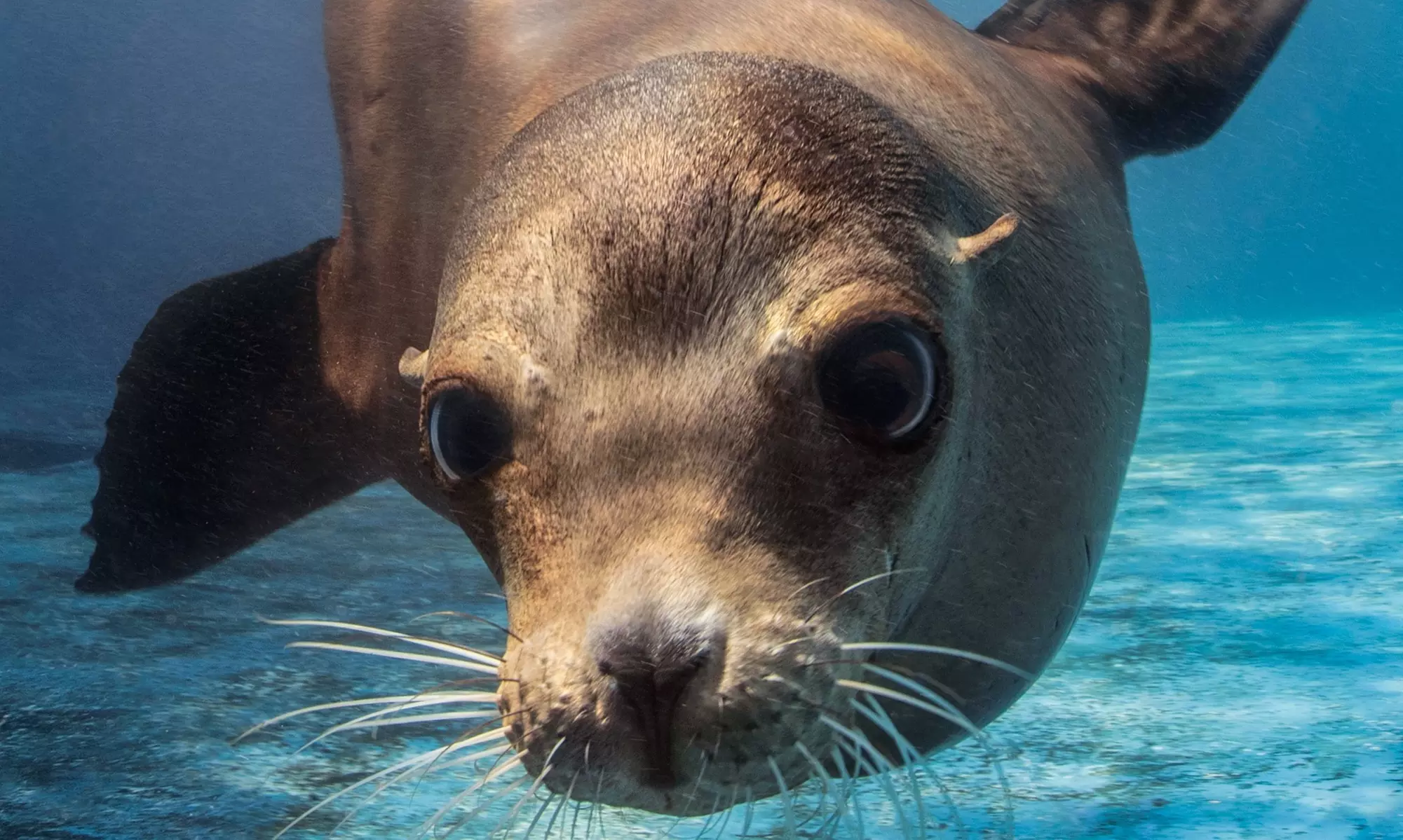 Up to 20% Off Admission or Membership at Gulfarium