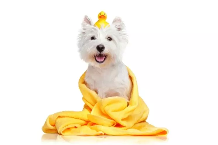 Up to 42% Off on Pet Grooming at Tango Animal Hospital - Primary Image