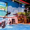 Image 6: VIP & Regular Passes to Dolphin & Seal Show for Adults & Children 