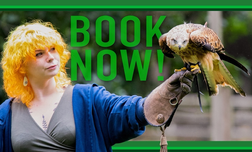 Image 4: Experience the Thrill: Two-Hour Birds of Prey Adventure for 1, 2, or 4
