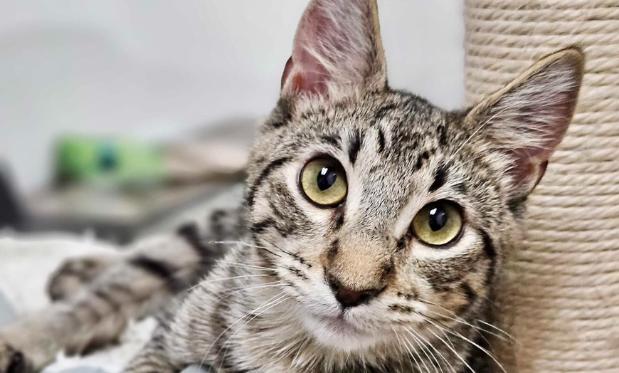 Petting Zoo - Love Your Feral Felines | Groupon