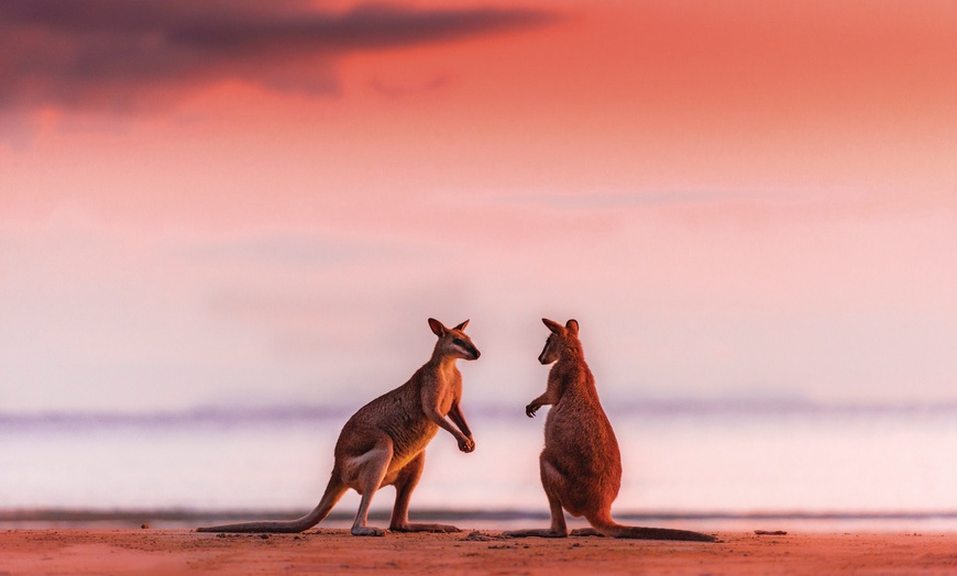 Image 4: Kangaroos on the Beach Tour