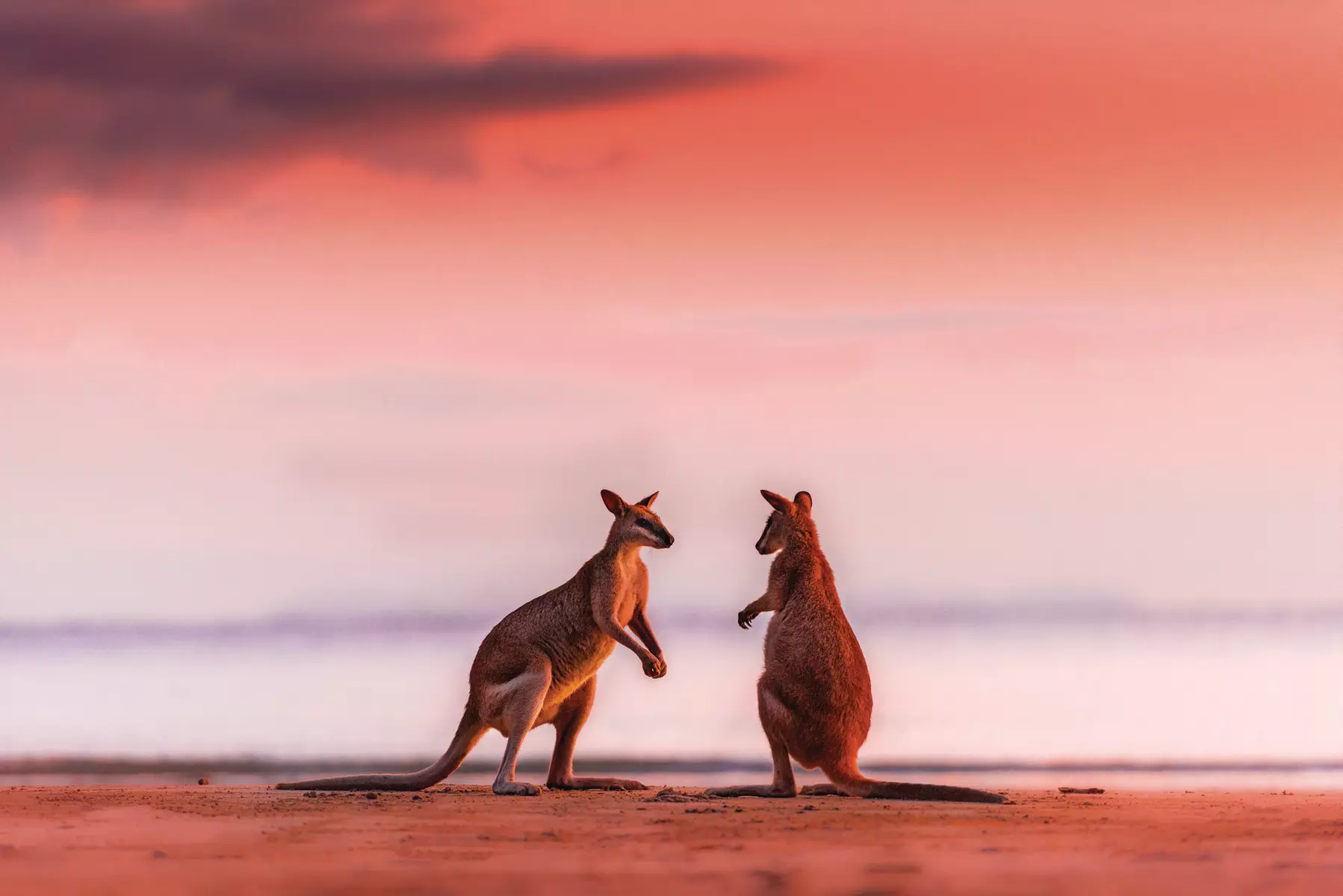 Kangaroos on the Beach Tour