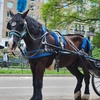Image 5: Enjoy a 45-Minute Classic or 60-Minute Deluxe Horse & Carriage Ride 