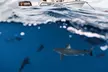 Thrilling Open-Water Shark Dive Tour for One, Two, or Six People at VIP Tours and Activities (Up to 25% Off) - Second Medium
