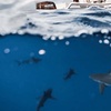 Image 5: Thrilling Open-Water Shark Dive Tour for One, Two, or Six People
