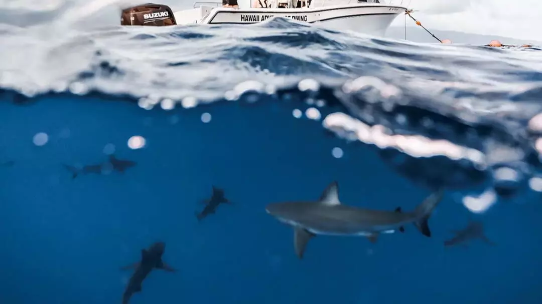 Thrilling Open-Water Shark Dive Tour for One, Two, or Six People