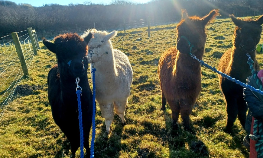 Image 9: Up to 46% Off on Alpaca trekking at Alpaca walkies