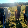 Image 9: Up to 46% Off on Alpaca trekking at Alpaca walkies