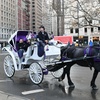 Image 3: Central Park Horse Carriage Tour – NYC