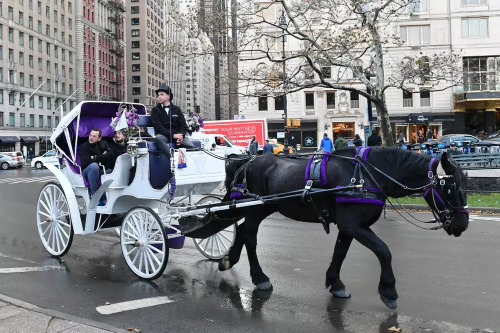 Discover NYC Fancy Rides' enchanting 45-minute Central Park horse carriage tour, offering up to 24% off for a nostalgic journey.
