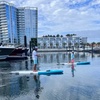 Image 2: Standup Paddle Board Rental in Tampa's Westshore Marina District