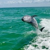 Image 4: 4-Hour Private Boat Tour for Up to Six Guests in Charlotte Harbor
