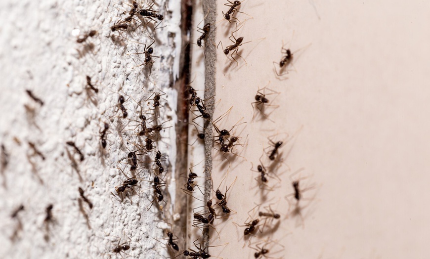 Image 1: Shield Your Home with Ant Control w/ or w/o Mosquito Treatment 