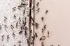 Shield Your Home with Ant Control w/ or w/o Mosquito Treatment at Mosquito Shield - Long Island (Up to 64% Off)