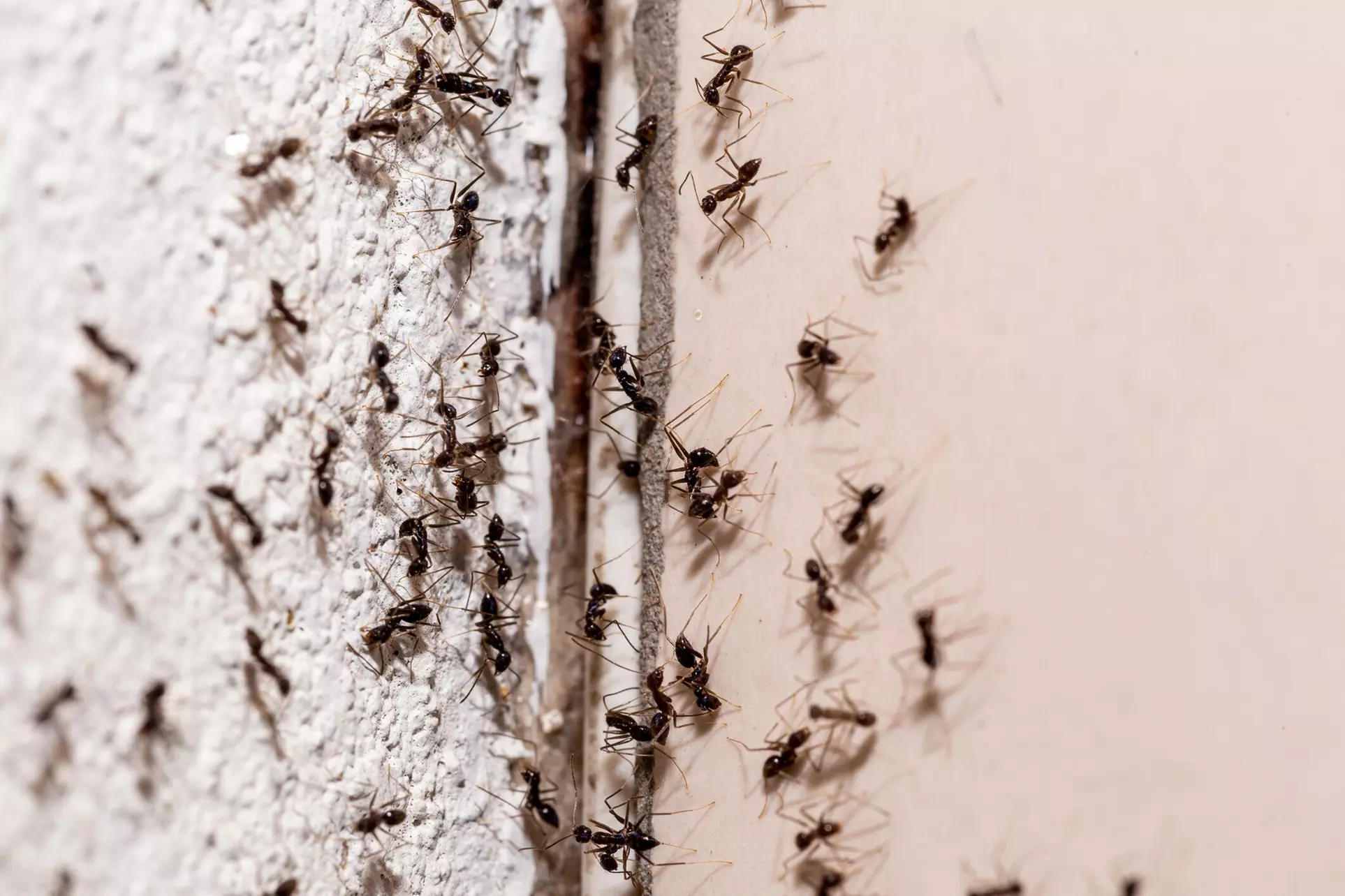 Shield Your Home with Ant Control w/ or w/o Mosquito Treatment at Mosquito Shield - Long Island (Up to 64% Off) - Primary Image