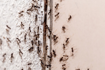 Ant Control - Exterior Only Treatment - Mosquito Shield - Long Island
