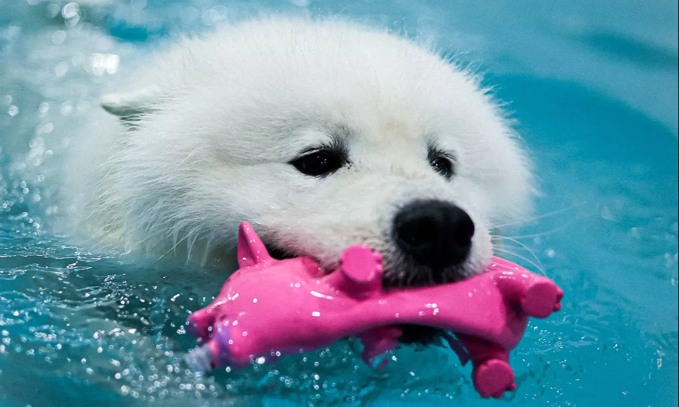 Doggy Fun Swim at K9 Swim