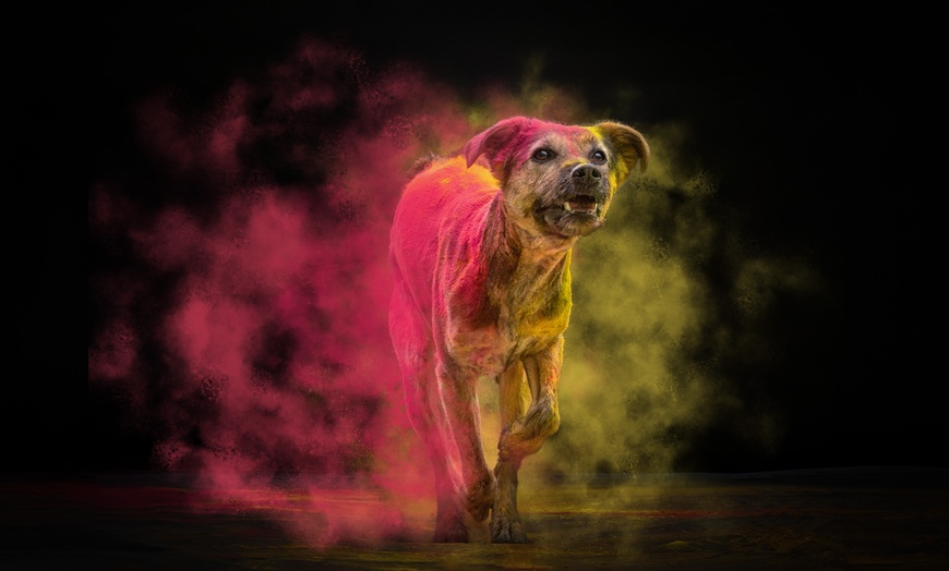 Image 7: 30 Min. Holi-Fotoshooting inkl. 3 - 5 Bilder