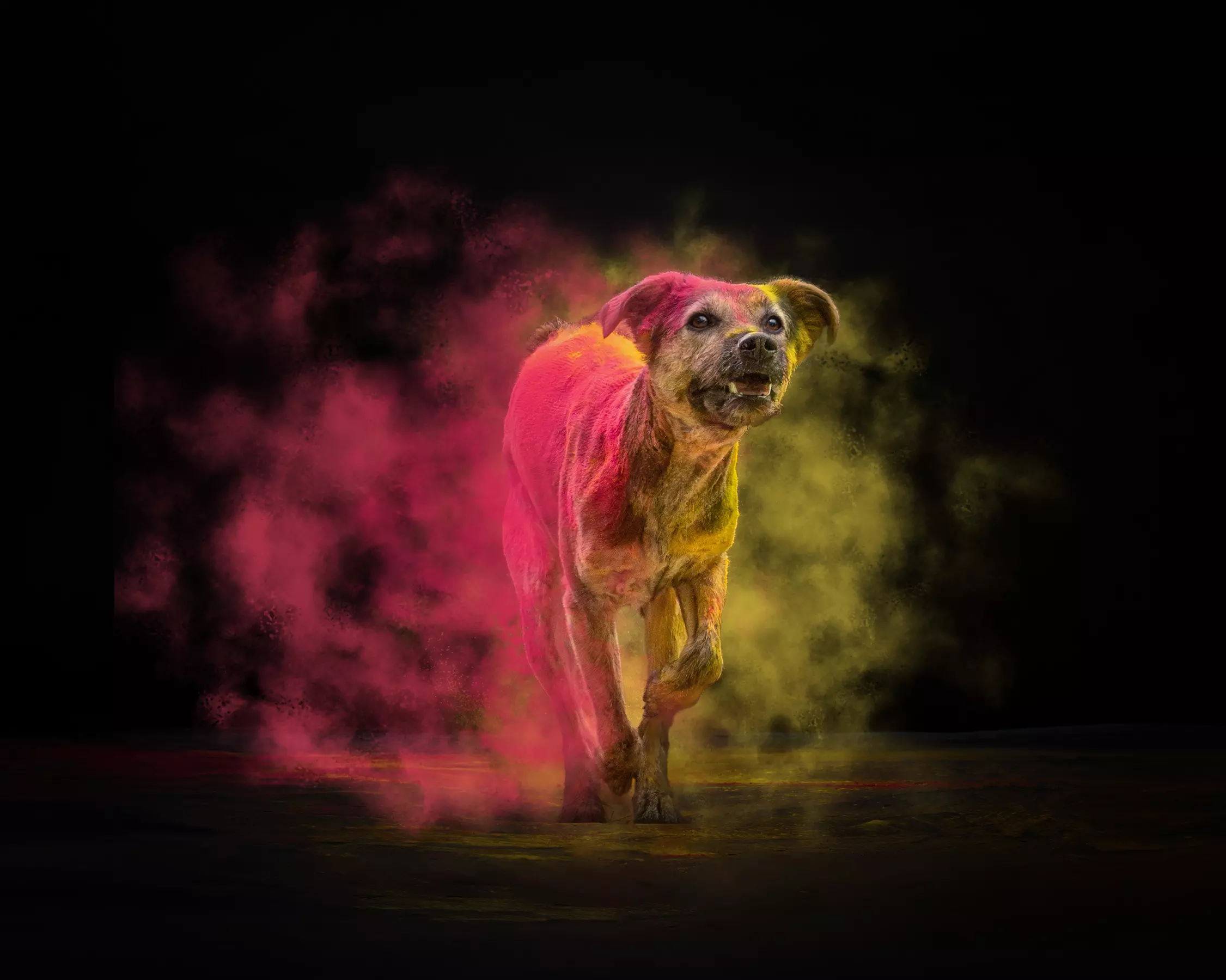 30 Min. Holi-Fotoshooting inkl. 3 - 5 Bilder