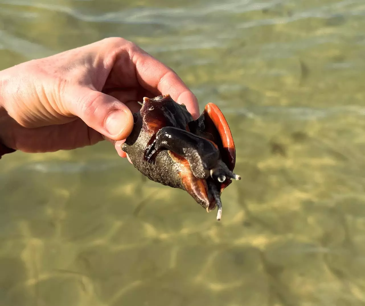 Explore Clam Bayou: 120-Minute Clear Kayak Mangrove Eco Tour