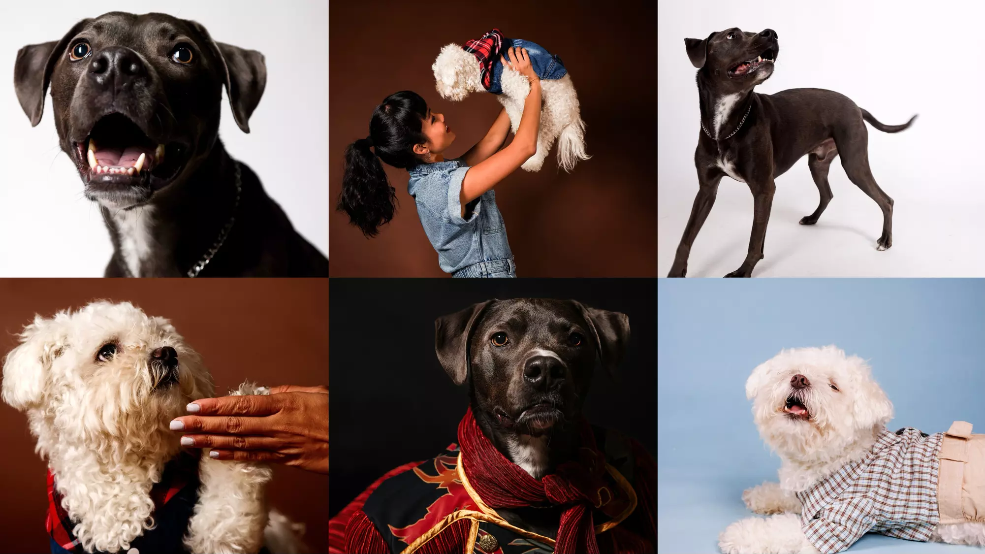 Up to 50% Off on Pet Photography at 13 Studios - Primary Image