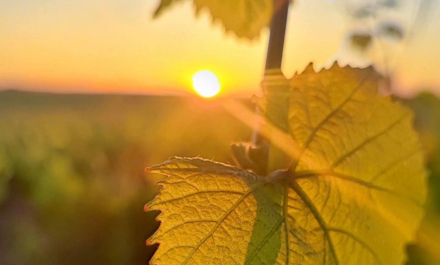 Image 3: Dégustation, planche apéritive, visite en option au Domaine Valjulius
