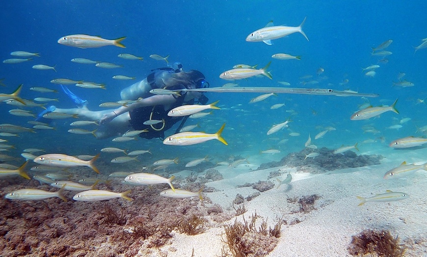 Image 4: Beginner Scuba Dive Tours with Free Videos in Waikiki, Hawaii