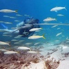 Image 4: Beginner Scuba Dive Tours with Free Videos in Waikiki, Hawaii
