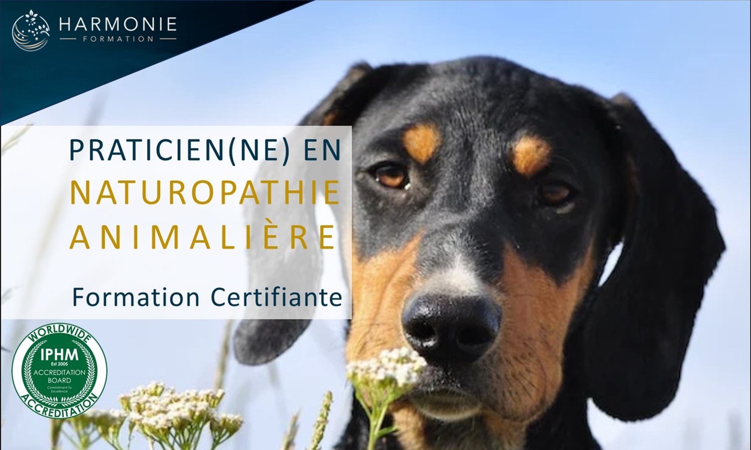 Formation certifiante - praticien(ne) en naturopathie animalière