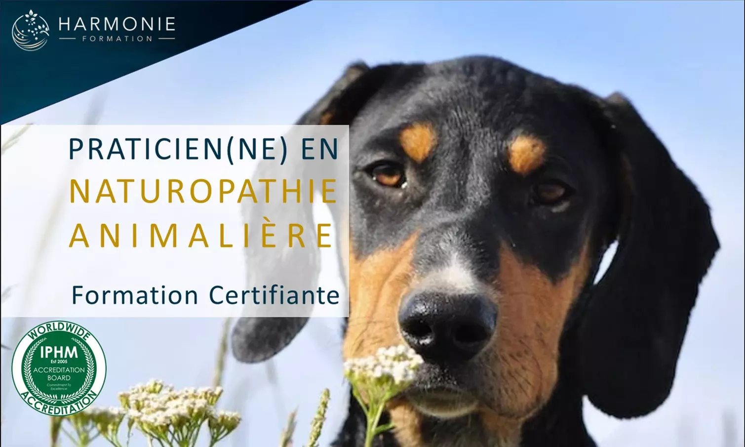 Formation certifiante - praticien(ne) en naturopathie animalière