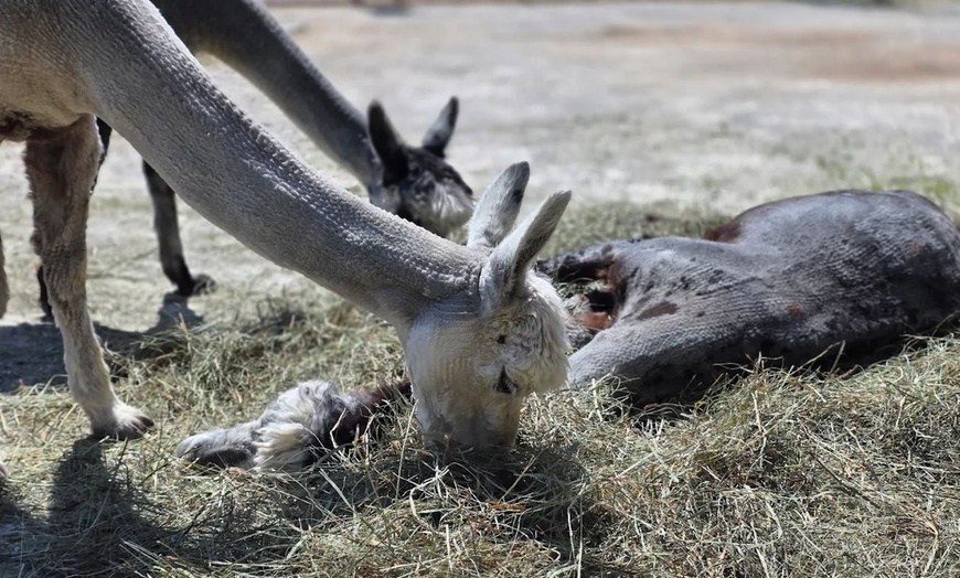 Image 10: Enjoy Family-Friendly Green Meadows Petting Farm in Milwaukee Area