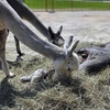 Image 10: Enjoy Family-Friendly Green Meadows Petting Farm in Milwaukee Area