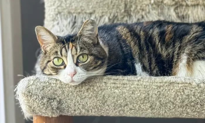 First Intro Meeting for Expert Cat Sitting