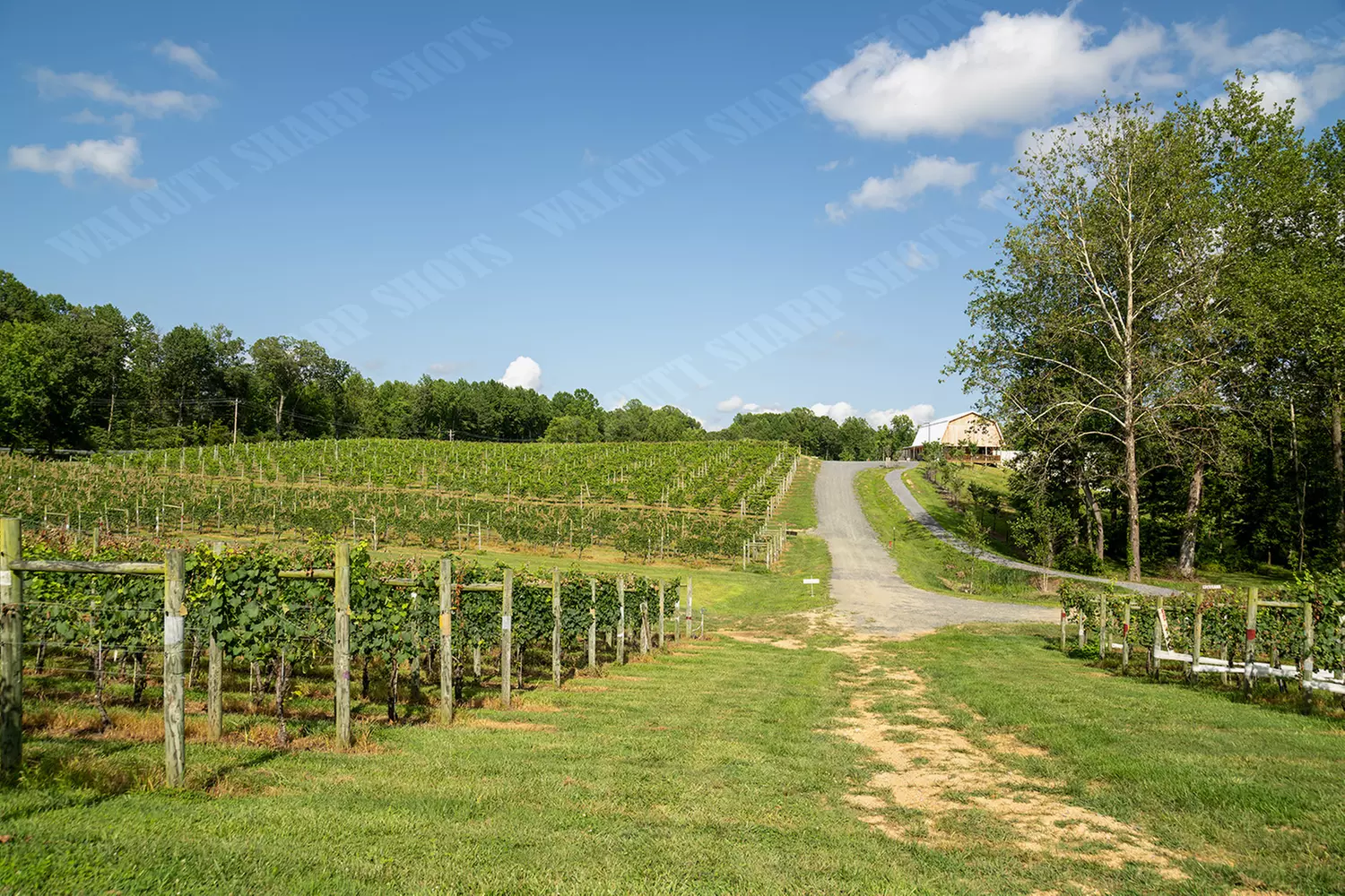 Vineyard Tour & Wine Tasting – Corteau Vineyards Southern MD