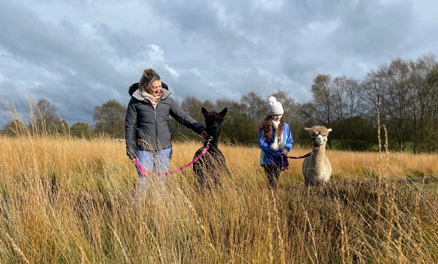 Image 2: Up to 38% Off Alpaca Walking at Wetley Moor Alpacas