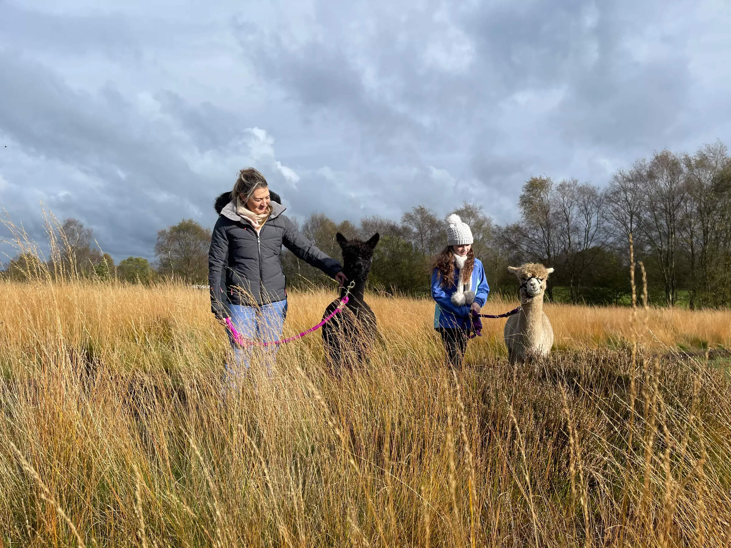 Up to 38% Off Alpaca Walking at Wetley Moor Alpacas