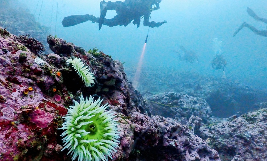 Image 10: Explore Monterey Bay Habitats With Guided Scuba Tours
