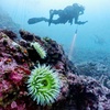 Image 10: Explore Monterey Bay Habitats With Guided Scuba Tours