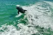 4-Hour Boat Tours, Up to 6 People Visit Sandbars, Islands & Eco Tours at Salty breeze boat tours (Up to 37% Off) - Second Medium