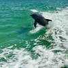 Image 2: 4-Hour Private Boat Tour for Up to Six Guests in Charlotte Harbor