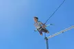 Up to 32% Off on Trapeze (Experience) at Fly Mile High - Second Medium