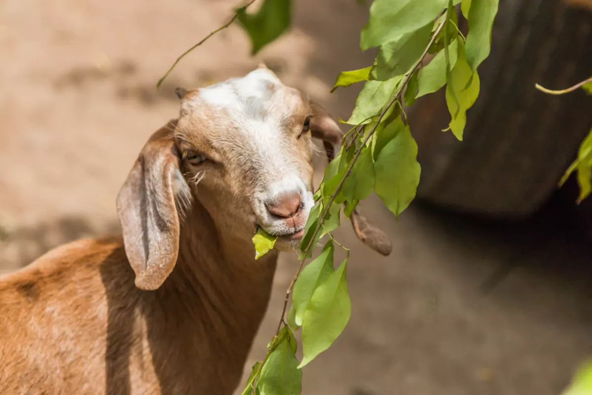 Up to 25% Off on Children's Party / Event at rent-a-goat - Primary Image