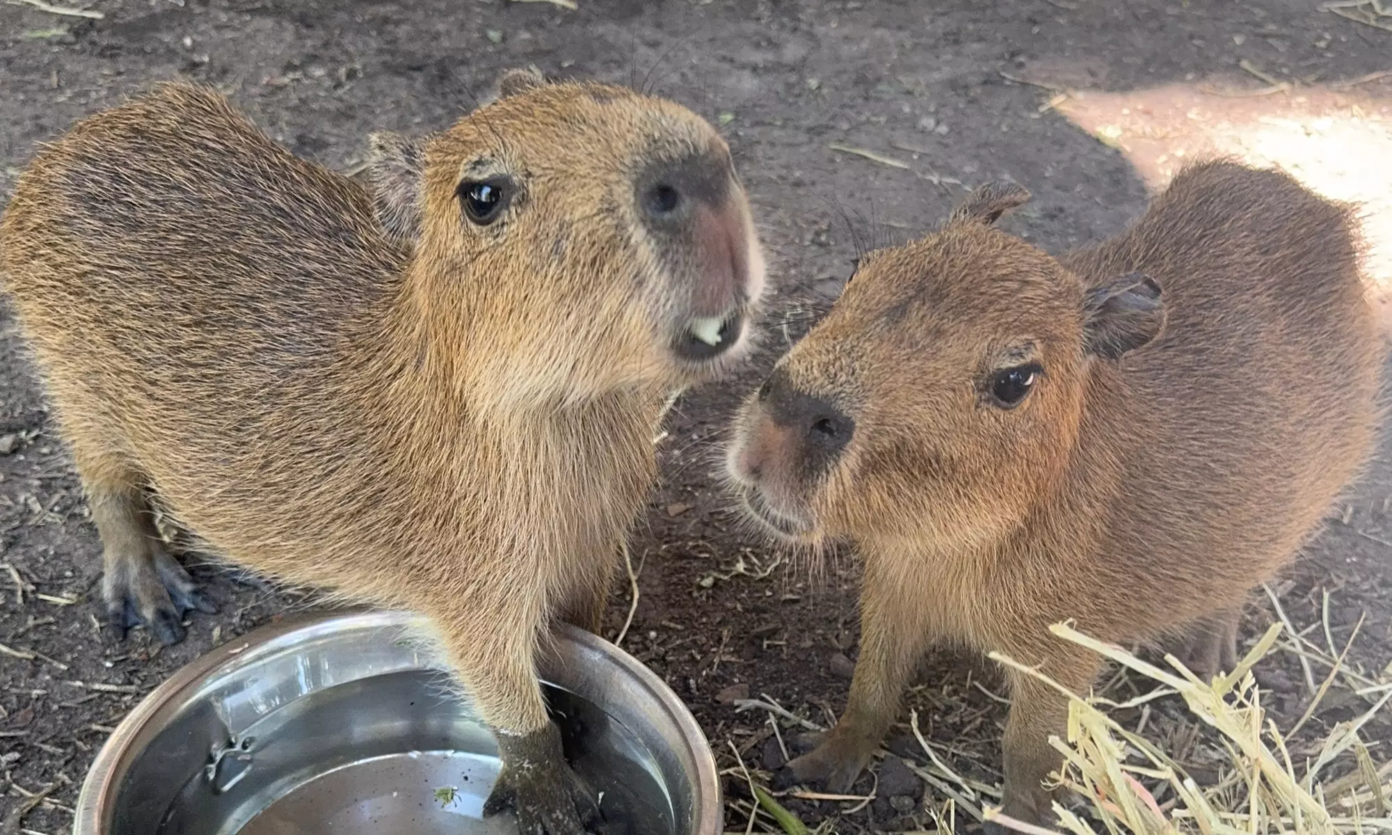 Pinellas Medieval Faire: Live Entertainment & Animal Encounters