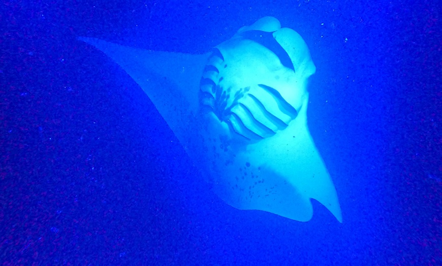 Image 5: Enjoy 2 hour Manta Tour (45 Minutes Water Time for up to 6 People at Kona Mantas(Up To 38% Off)