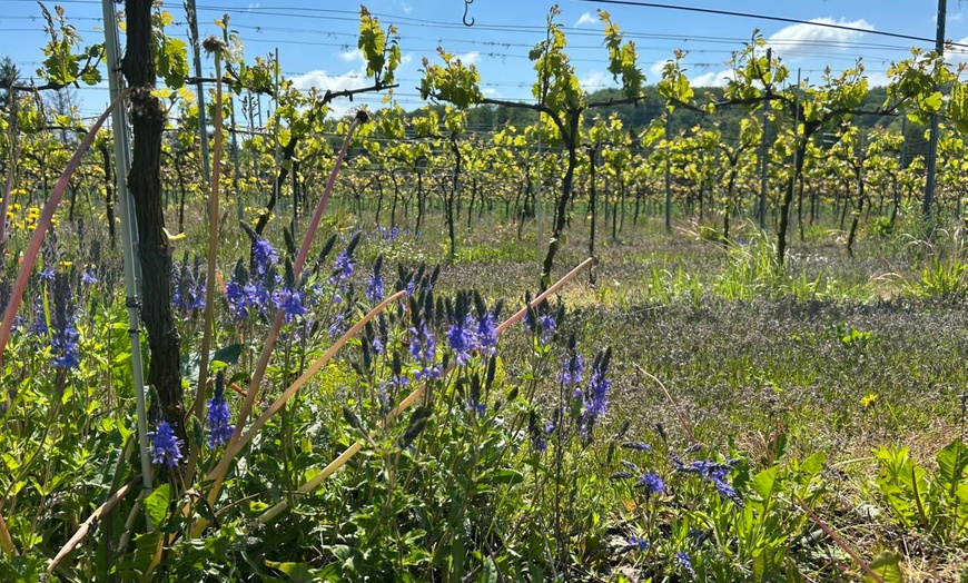 Image 2: Enoturystyczna przygoda na Wzgórzach Trzebnickich dla 2-8 osób