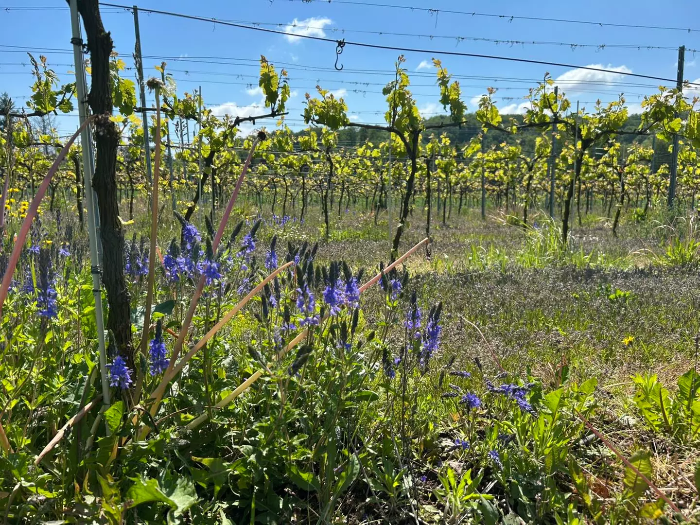 Enoturystyczna przygoda na Wzgórzach Trzebnickich dla 2-8 osób