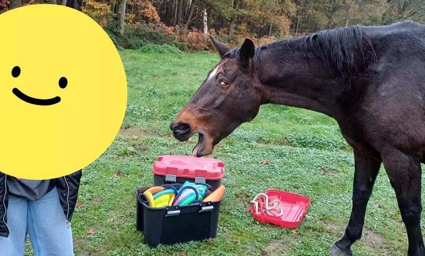 Image 4: Jusqu'à 40% de réduction sur le coaching mental des chevaux