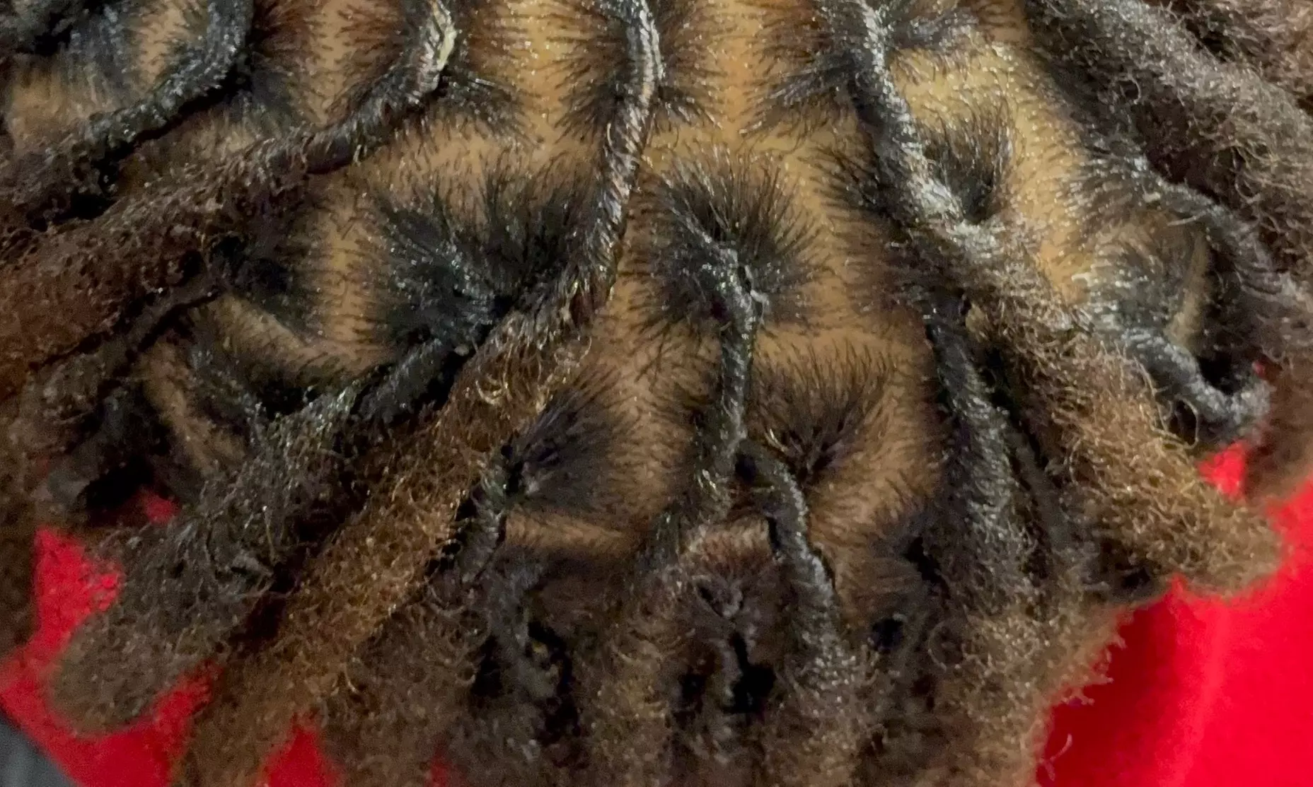 Shampoo w/ Retwist & Optional 2 Stand Twist, Retwist & Style & More